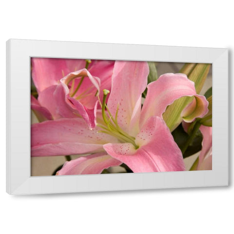 Soft Pink Lily I White Modern Wood Framed Art Print by Love, Maureen