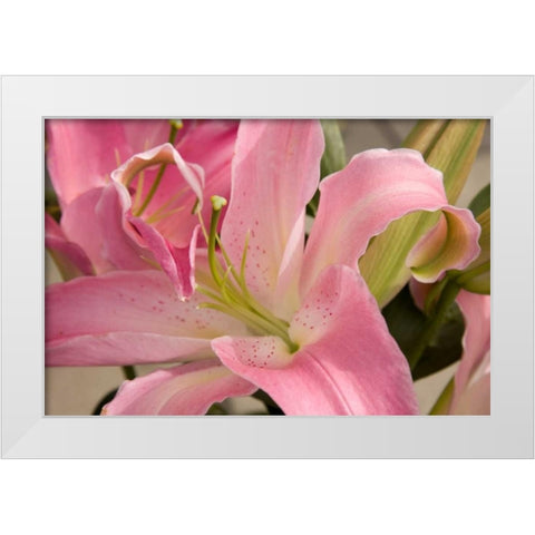 Soft Pink Lily I White Modern Wood Framed Art Print by Love, Maureen