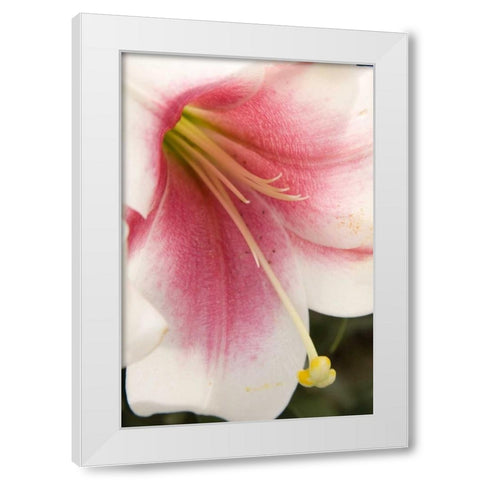 Soft Pink Lily II White Modern Wood Framed Art Print by Love, Maureen