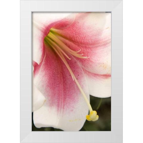 Soft Pink Lily II White Modern Wood Framed Art Print by Love, Maureen