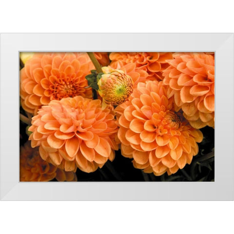 Peach Dalhia I White Modern Wood Framed Art Print by Love, Maureen