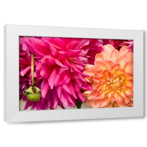 Fuschia Dalhia III White Modern Wood Framed Art Print by Love, Maureen