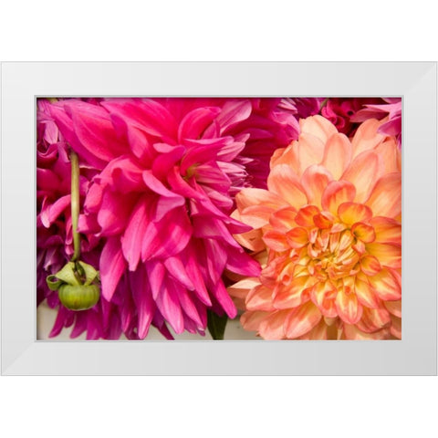 Fuschia Dalhia III White Modern Wood Framed Art Print by Love, Maureen