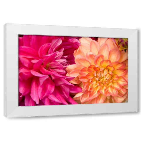 Fuschia Dalhia IV White Modern Wood Framed Art Print by Love, Maureen