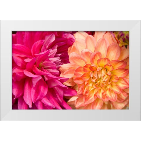 Fuschia Dalhia IV White Modern Wood Framed Art Print by Love, Maureen