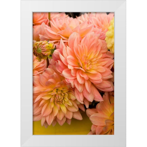 Peach Dalhia III White Modern Wood Framed Art Print by Love, Maureen