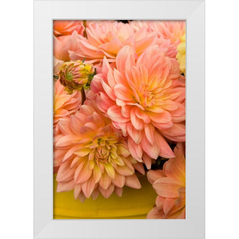 Peach Dalhia IV White Modern Wood Framed Art Print by Love, Maureen
