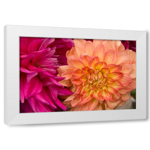 Fuschia Dalhia V White Modern Wood Framed Art Print by Love, Maureen