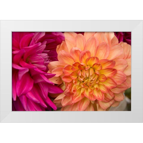 Fuschia Dalhia V White Modern Wood Framed Art Print by Love, Maureen