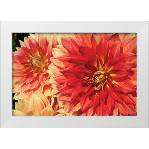 Hot Sun I White Modern Wood Framed Art Print by Love, Maureen