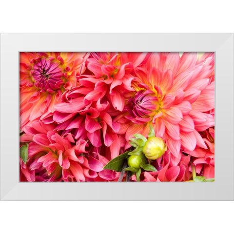 Pink Dalhia III White Modern Wood Framed Art Print by Love, Maureen