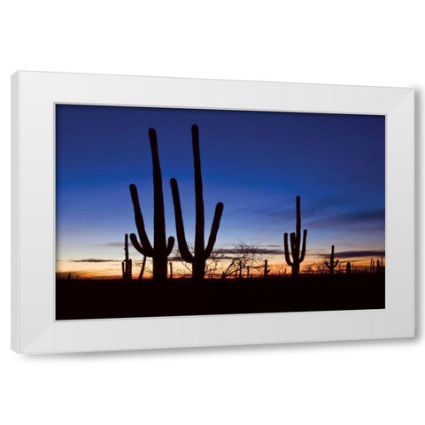 Classic Saguaro Sunset II White Modern Wood Framed Art Print by Malvin, Larry