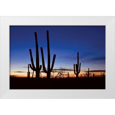 Classic Saguaro Sunset II White Modern Wood Framed Art Print by Malvin, Larry