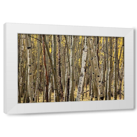 Aspen Grove I White Modern Wood Framed Art Print by Malvin, Larry