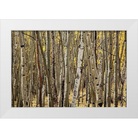 Aspen Grove I White Modern Wood Framed Art Print by Malvin, Larry