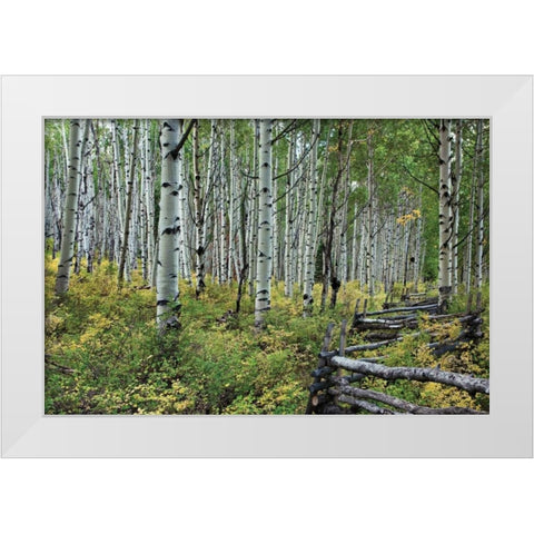 Aspen Grove II White Modern Wood Framed Art Print by Malvin, Larry