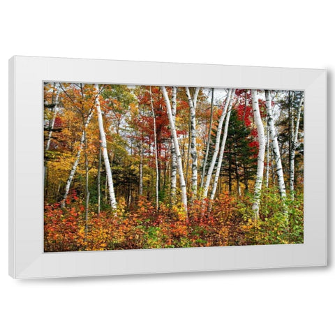 Vermont Birches White Modern Wood Framed Art Print by Malvin, Larry