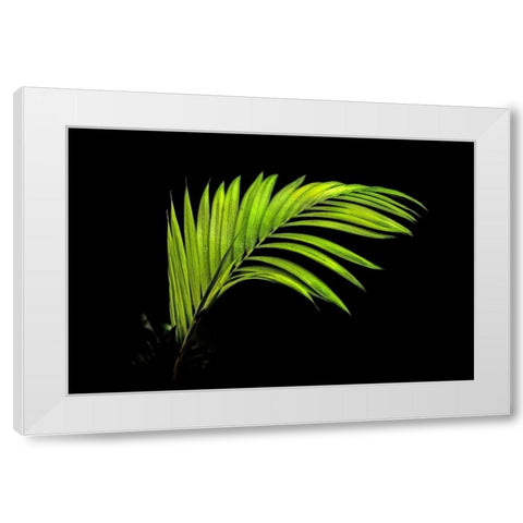 Fern on Black White Modern Wood Framed Art Print by Malvin, Larry