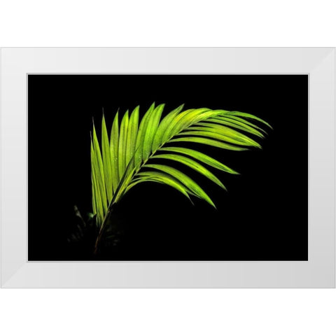 Fern on Black White Modern Wood Framed Art Print by Malvin, Larry