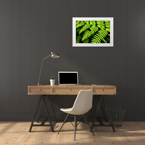 Fern Patterns White Modern Wood Framed Art Print by Malvin, Larry