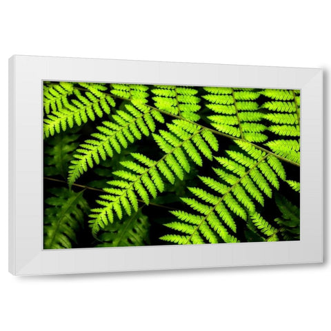 Fern Patterns White Modern Wood Framed Art Print by Malvin, Larry