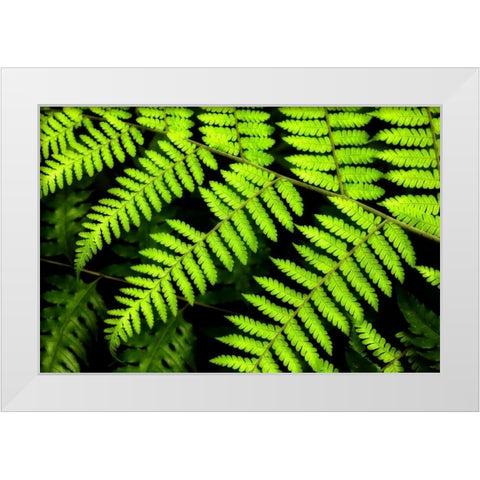 Fern Patterns White Modern Wood Framed Art Print by Malvin, Larry