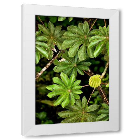 Cloud Forest Foliage I White Modern Wood Framed Art Print by Malvin, Larry