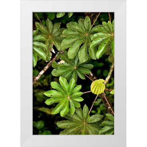 Cloud Forest Foliage I White Modern Wood Framed Art Print by Malvin, Larry