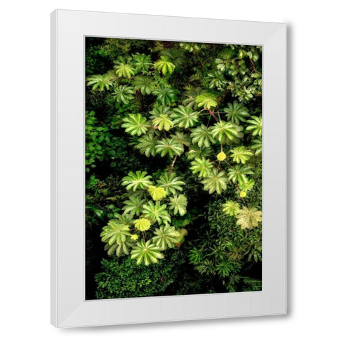 Cloud Forest Foliage II White Modern Wood Framed Art Print by Malvin, Larry