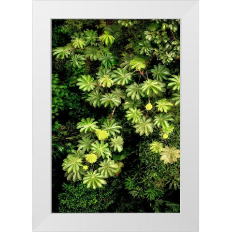 Cloud Forest Foliage II White Modern Wood Framed Art Print by Malvin, Larry