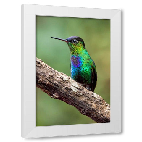 Hummingbird I White Modern Wood Framed Art Print by Malvin, Larry
