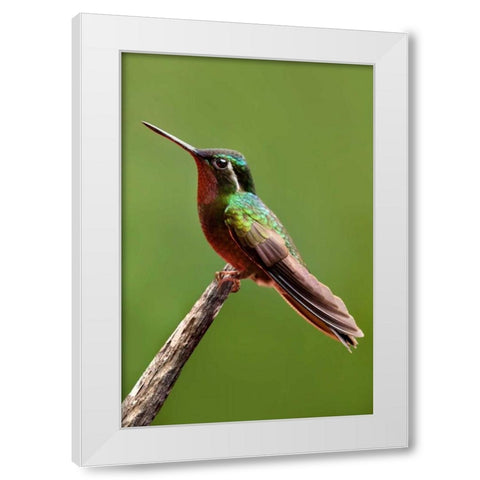 Hummingbird II White Modern Wood Framed Art Print by Malvin, Larry