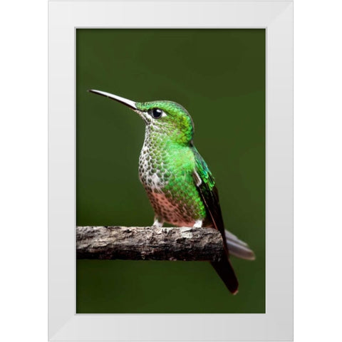 Hummingbird III White Modern Wood Framed Art Print by Malvin, Larry