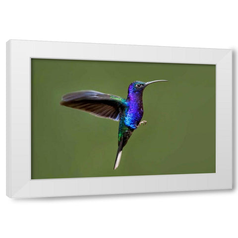Hummingbird VII White Modern Wood Framed Art Print by Malvin, Larry