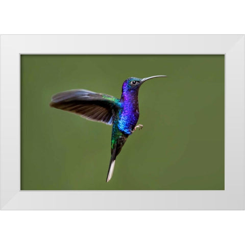 Hummingbird VII White Modern Wood Framed Art Print by Malvin, Larry