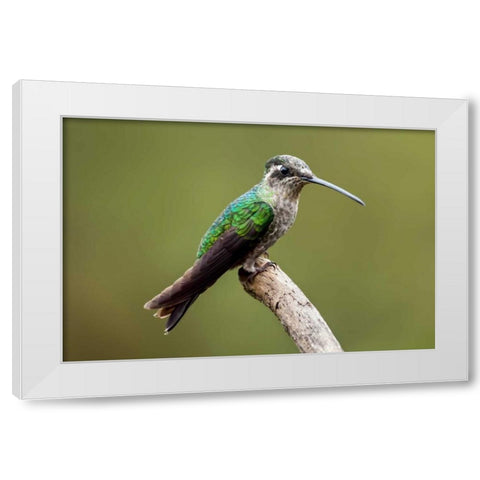 Hummingbird VIII White Modern Wood Framed Art Print by Malvin, Larry