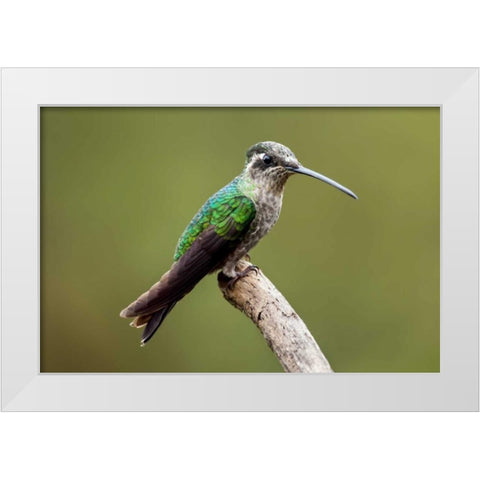 Hummingbird VIII White Modern Wood Framed Art Print by Malvin, Larry