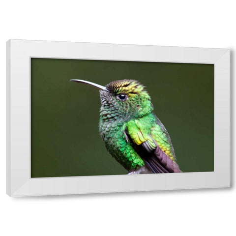 Copper Headed White Modern Wood Framed Art Print by Malvin, Larry