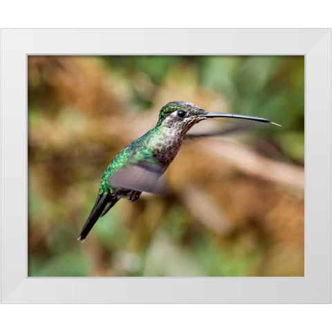 In Flight II White Modern Wood Framed Art Print by Malvin, Larry
