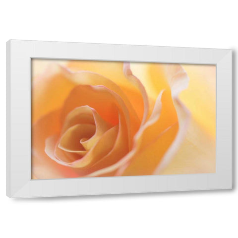Yellow Roses II White Modern Wood Framed Art Print by Mahan, Kathy