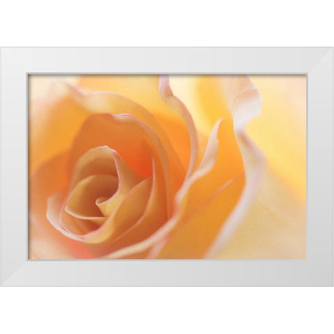 Yellow Roses II White Modern Wood Framed Art Print by Mahan, Kathy