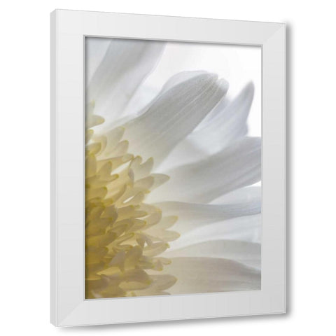 Chrysanthemum II White Modern Wood Framed Art Print by Mahan, Kathy