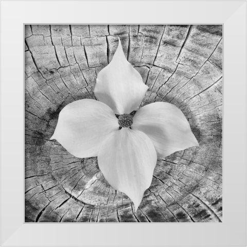 Bloom I White Modern Wood Framed Art Print by Mahan, Kathy