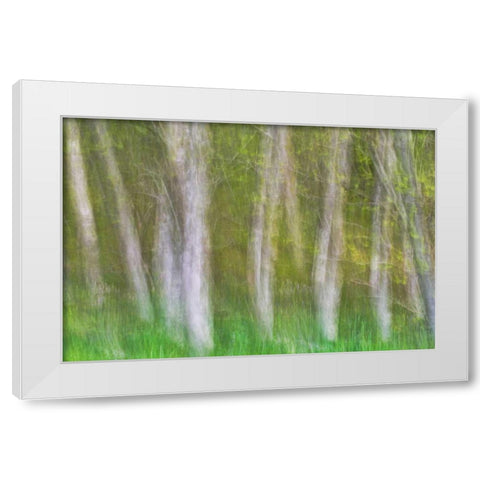 Alder Forest I White Modern Wood Framed Art Print by Mahan, Kathy