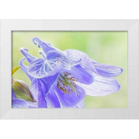 Columbine Flowers I White Modern Wood Framed Art Print by Mahan, Kathy