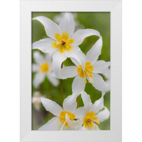 Avalanche Lily IV White Modern Wood Framed Art Print by Mahan, Kathy