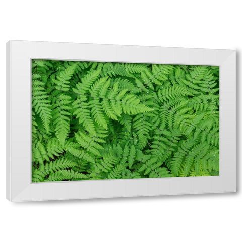 Oak Fern White Modern Wood Framed Art Print by Mahan, Kathy