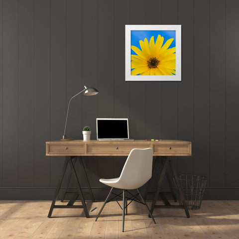 Sunflower on Blue I White Modern Wood Framed Art Print by Mahan, Kathy