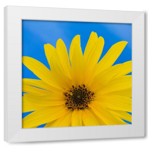 Sunflower on Blue I White Modern Wood Framed Art Print by Mahan, Kathy