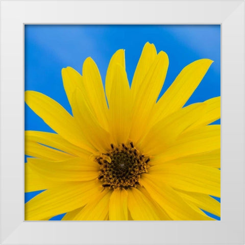 Sunflower on Blue I White Modern Wood Framed Art Print by Mahan, Kathy